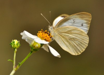 DSC_1011a.jpg