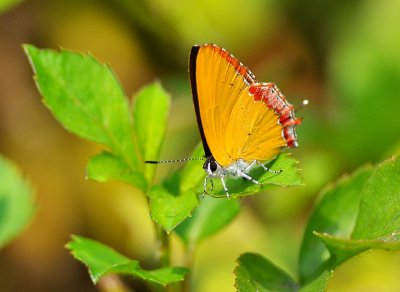 DSC_1047a  m  .jpg
