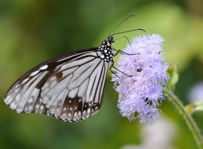 DSC_1369a.jpg