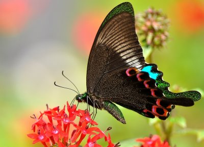 DSC_1395a.jpg