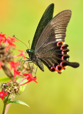 DSC_1418a.jpg