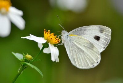 DSC_1520a.jpg