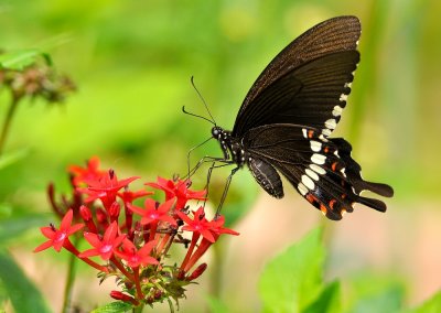 DSC_1624a a  .jpg