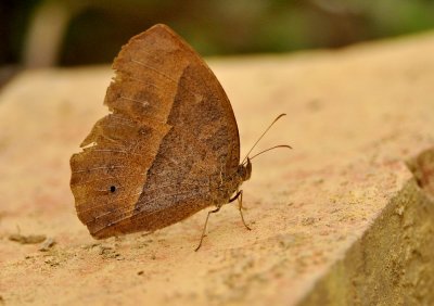 DSC_1782Aǲ.jpg
