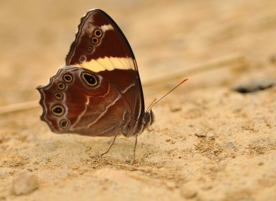 DSC_1913A a L  .jpg