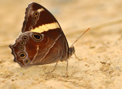 DSC_1925A a L  .jpg