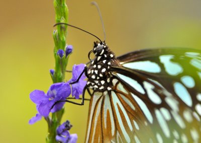 DSC_2097A.jpg