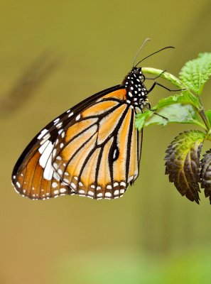 DSC_2128A.jpg