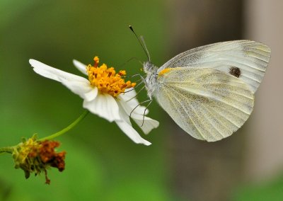 DSC_2143A.jpg
