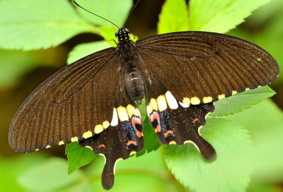DSC_2238A.jpg