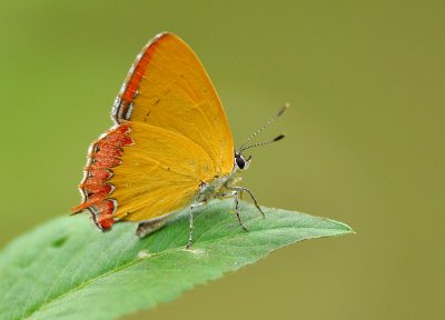 DSC_2263a.jpg