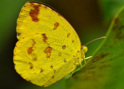 DSC_2351a.jpg