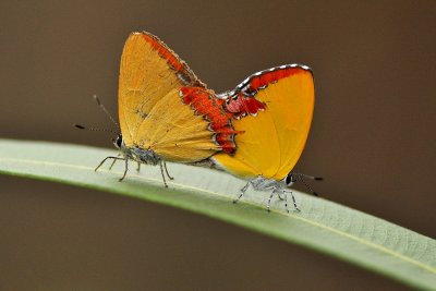 DSC_2495a.jpg