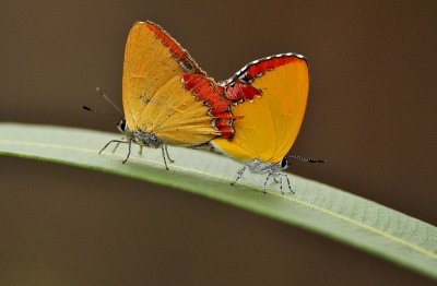 DSC_2501a.jpg