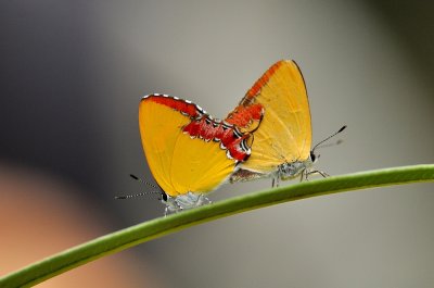 DSC_2542a.jpg
