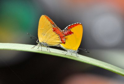 DSC_2659A.jpg