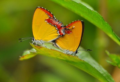 DSC_2716A.jpg