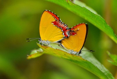 DSC_2727A.jpg