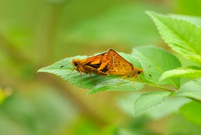 DSC_2876a    .jpg