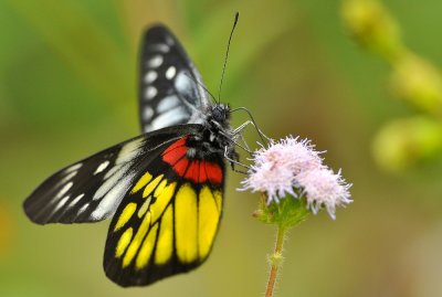 DSC_3190a.jpg