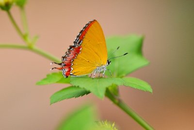 DSC_3357a.jpg