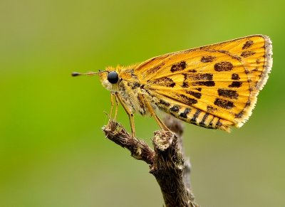 tamil_grass_dart