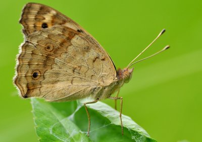 ordinary_bugs_and_butterflies