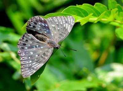 DSC_0815Aa.jpg