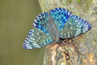 DSC_0877Aa.jpg