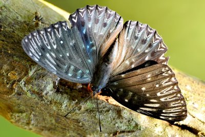 DSC_0918Aa.jpg