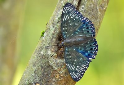 DSC_1006AAa.jpg