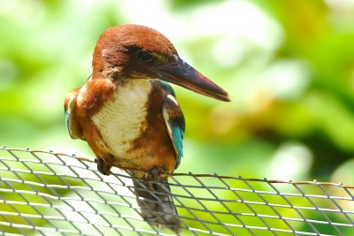 DSC_4428aA.jpg