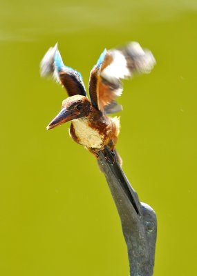 DSC_4788aa.jpg