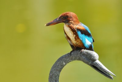 DSC_4856aa.jpg