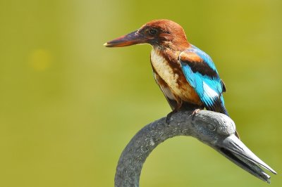 DSC_4859AA.jpg
