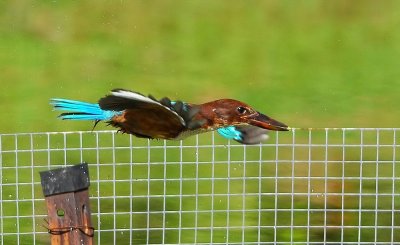 DSC_5170aa.jpg