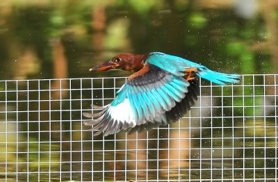 DSC_5210aa.jpg