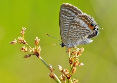 DSC_1685aa.jpg