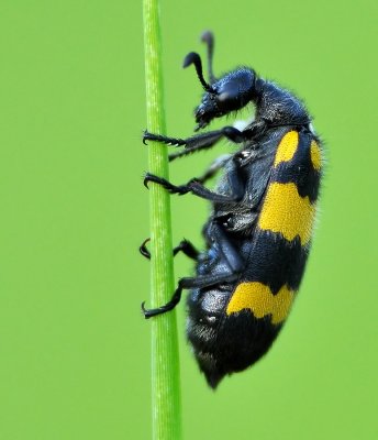 DSC_2381aa.jpg