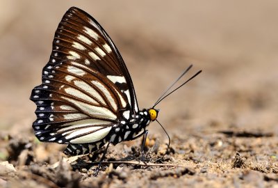 DSC_2760aa.jpg