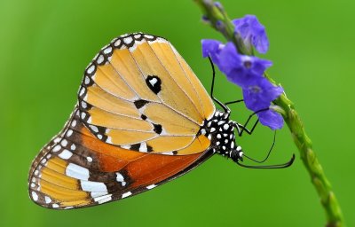 DSC_5552aa.jpg