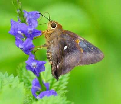 DSC_5672AA.jpg