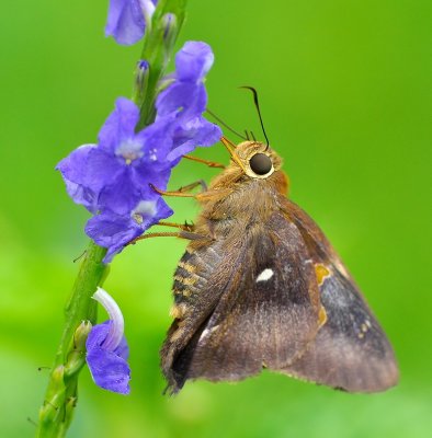 DSC_5758AA.jpg