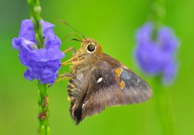 DSC_5787AA.jpg