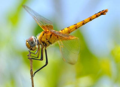DSC_6015aAA.jpg