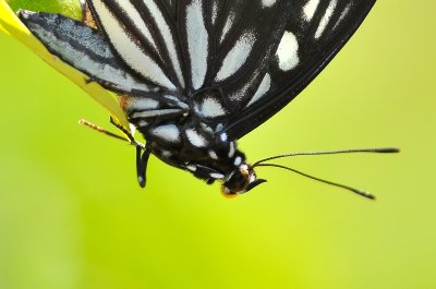 DSC_0466aa.jpg