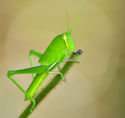 DSC_7352aa.jpg