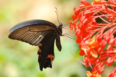 DSC_7394aa.jpg