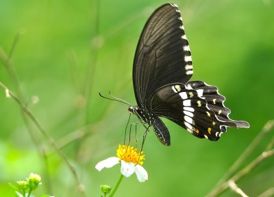 DSC_7577aa.jpg