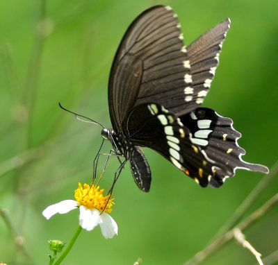 DSC_7587aa.jpg